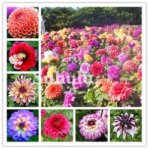 300 PCS Colorful Dahlia Bonsai Solitary plant Home Garden
